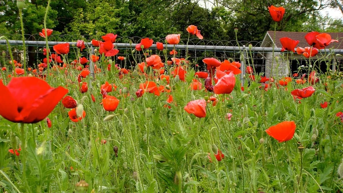 Red poppies in bloom along a fence line in Georgetown, Texas, with trees and a house behind